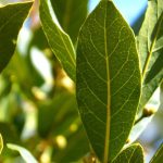 Ritualurile practicate la început de an, prin care atragi bunăstarea și prosperitatea în casă. Ai nevoie de un singur ingredient din bucătărie