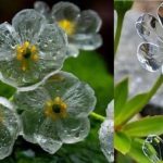 Unde se găsesc florile minune cu petale transparente.  Cercetătorii au descoperit că au proprietăți antitumorale