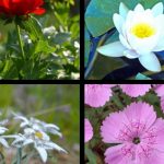 Care sunt florile ocrotite prin lege, în România. Riști să fii sancționat dacă le rupi