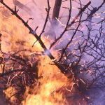 Stână din Prahova, în flăcări: sute de animale au pierit. De la ce a pornit focul