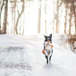 Prognoza meteo 14 ianuarie. Ger de crapă pietrele: zonele lovite de ninsori