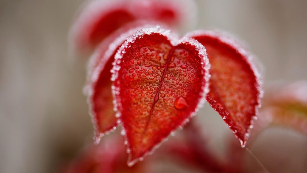 Prognoza meteo 21 ianuarie. Temperaturi nefirești pentru data din calendar: vremea se schimbă radical