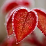 Prognoza meteo 21 ianuarie. Temperaturi nefirești pentru data din calendar: vremea se schimbă radical
