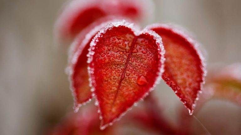 Prognoza meteo 21 ianuarie. Temperaturi nefirești pentru data din calendar: vremea se schimbă radical
