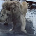 Zoo Braşov vine cu explicații după apariția imaginilor cu un leu alb care suferă de PSIHOZĂ - VIDEO
