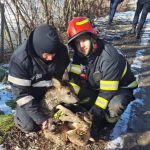 Intervenție spectaculoasă: Un pui de căprioară captiv într-un iaz înghețat. Bambi a fost salvat în ultima clipă