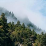România pierde încă un proces la CEDO. Curtea obligă statul român să retrocedeze pădurile. În caz contrar, riscă să plătească despăgubiri URIAȘE