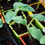 Legumele care pot fi semănate în luna ianuarie. Ce recomandă specialiștii