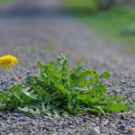 Planta care te poate scăpa de negi. Este considerată o buruiană, dar beneficiile sale pentru sănătate sunt incredibile