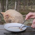 Cea mai ÎMPUȚITĂ delicatesă alimentară din lume. Miroase atât de rău încât până și pisicile sau câinii fug de miros - VIDEO