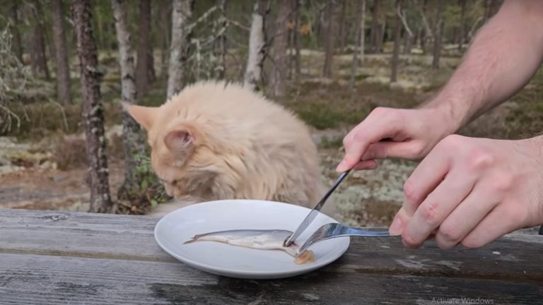 Cea mai ÎMPUȚITĂ delicatesă alimentară din lume. Miroase atât de rău încât până și pisicile sau câinii fug de miros - VIDEO
