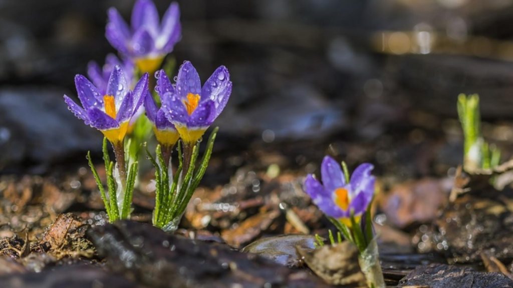 Prognoza meteo 27 ianuarie. Temperaturi nefiresc de mari pentru data din calendar. Unde va fi cel mai cald
