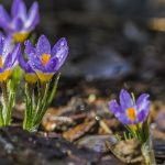 Prognoza meteo 27 ianuarie. Temperaturi nefiresc de mari pentru data din calendar. Unde va fi cel mai cald