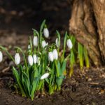 Temperaturi mai ridicate decât normalele perioadei, în februarie. Cum arată PROGNOZA meteo pentru următoarele 4 săptămâni
