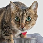 Cum să ai grijă de o pisică timidă? 8 trucuri cu care poți să-i câștigi încrederea