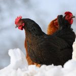 Cum să faci găinile să dea mai multe ouă iarna: secretul pe care orice român gospodar trebuie să îl cunoască