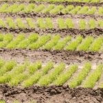 Legumele și verdețurile pe care e bine să le plantezi în luna ianuarie. Vei avea parte de o recoltă bogată