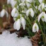 Prognoza meteo pe o lună: temperaturi nefirești în toată țara. Cum va fi vremea până pe 3 februarie