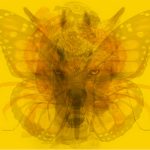 Test de presonalitate. Ceea ce vezi prima dată îți dezvăluie secrete despre tine. Tu ce animal vezi în imagine?
