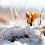 Vremea 8 ianuarie. Temperaturi de primăvară, cu maxime de până la 18 grade. La munte sunt posibile ninsori