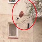 Țigle aruncate de la etajul 4 al unui bloc din Cluj de o echipă de muncitori. Reacția halucinantă a "Doreilor" zeloși: Vedeți-vă de treaba voastră