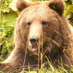 Județ din țară, terorizat de urși! Locuitorii au primit peste 500 de mesaje de avertizare RO-Alert într-un singur an