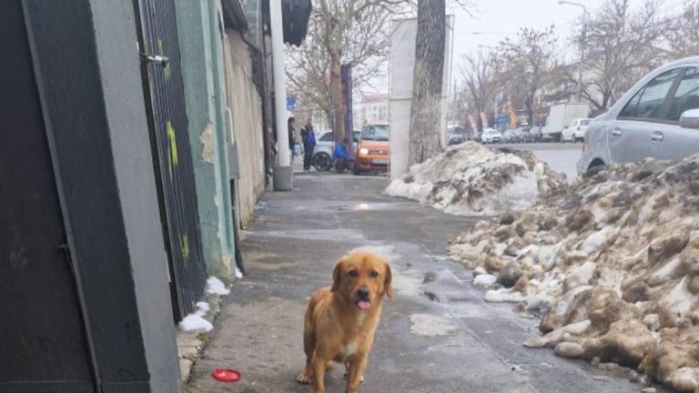 Amendă de jumătate de milion de lei pentru Romprest, după bătaie de joc cu deszăpezirea din sectorul 1