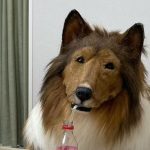 Bărbatul care a cheltuit o mică avere ca să devină "câine" și-a deschis o grădină zoologică pentru alți oameni care vor să fie animale