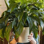 Cum se îngrijește corect Crinul Păcii și de ce trebuie să ai această plantă în locuință