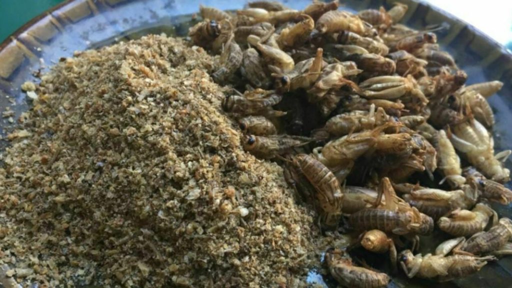 Greierii - ultimii pe lista de „ingrediente” impuse pentru consumul românilor de către Comisia Europeană