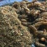 Greierii - ultimii pe lista de „ingrediente” impuse pentru consumul românilor de către Comisia Europeană