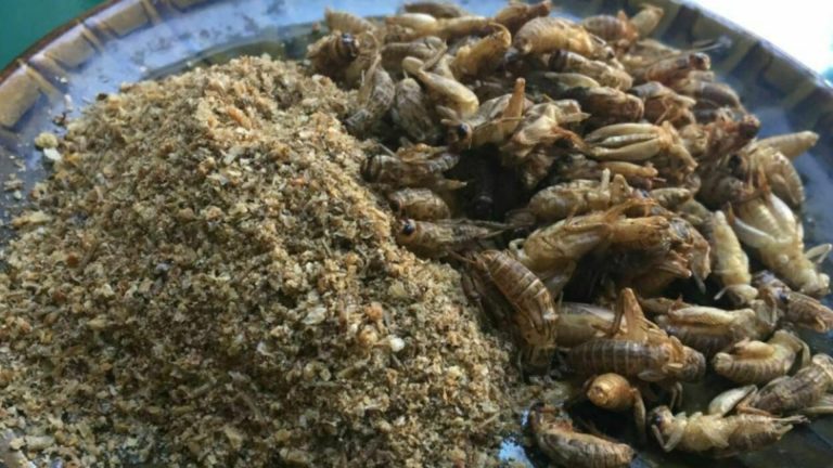 Greierii - ultimii pe lista de „ingrediente” impuse pentru consumul românilor de către Comisia Europeană