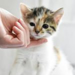 Cum îți dai seama că ești alergic la părul de pisică și cum poți combate această afecțiune
