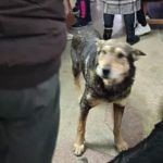 Imagini incredibile într-un dispensar din Iași: mai mulți câini maidanezi și-au făcut culcuș în unitatea sanitară