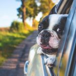 Când îți INTERZICE legea să transporți animalele de companie cu mașina. Riști o amendă de peste 4.000 de lei 