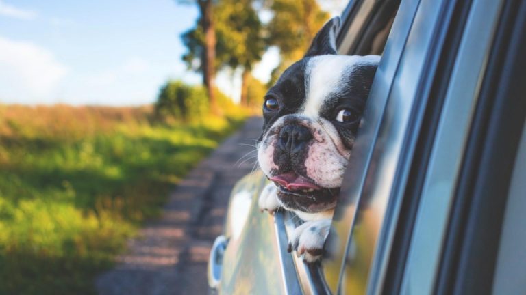 Când îți INTERZICE legea să transporți animalele de companie cu mașina. Riști o amendă de peste 4.000 de lei 
