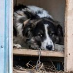 Posesorii de câini care stau la curte pot avea probleme cu legea. La ce distanță de gardul vecinului ai voie să amplasezi cușca?