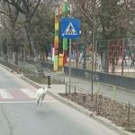 A fost descoperit proprietarul CANGURULULUI alb surprins pe străzile Bucureștiului. Polițiștii au avut o mare surpriză - VIDEO