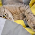 Cum să-ți înțelegi pisica: metoda simplă care îți apropie felina. Învață să comunici cu animalul tău de companie