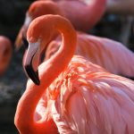 Contrabandă cu flamingo roz. Păsările erau înfășurate în pânză și legate cu bandă adezivă
