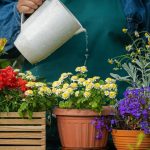 Ce temperatură trebuie să aibă apa cu care uzi florile, de fapt. Important de știut, ca să nu deteriorezi plantele