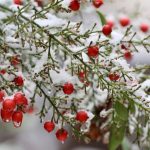 Prognoza meteo 7 februarie. Temperaturi apropiate de îngheț, rafale puternice de vânt. Unde ninge