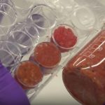 Incredibil: mâncare pentru câini făcută în laborator