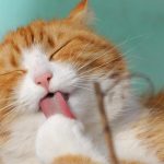 De ce se spală, de fapt, pisicile? Scopul nu este doar pentru a-și curăța blana. Lucruri pe care nu le știai despre cele mai îndrăgite feline