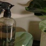 Cum să înlături puricii plantelor de apartament. LEGUMA din bucătărie care te scapă de această neplăcere