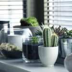Top cinci plante pe care nu trebuie să le ai în apartament. Sunt aducătoare de ghinion. Trebuie să scapi cât mai repede de ele