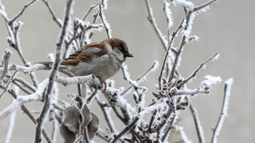 Prognoza meteo 10 februarie. Zonele afectate de ger - temperaturi cu mult sub normalul perioadei