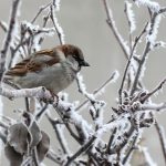 Prognoză specială pentru București: vreme rece și ninsori, până miercuri. Strat de zăpadă de 12 cm