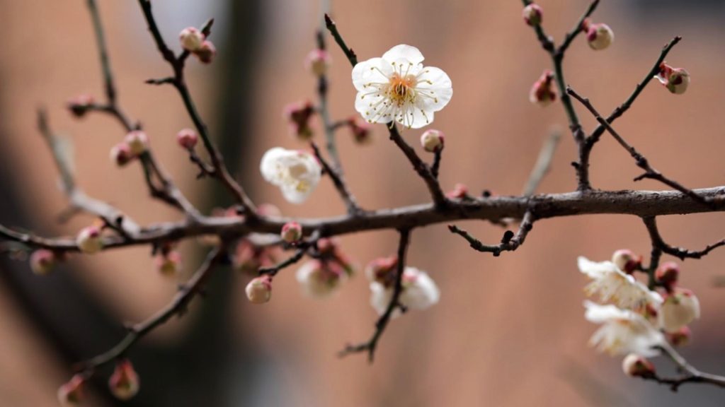 Prognoza meteo pe o lună. Cum va fi vremea în prima lună de primăvară - temperaturi anormale, până pe 31 martie