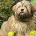 Răsfață-ți câinele cu un fruct! Care este cel mai potrivit pentru patrupedul tău: pot fi o sursă importantă de vitamine